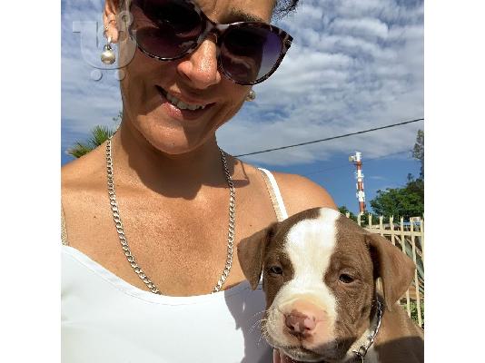 PoulaTo: Σκύλος Pitbull